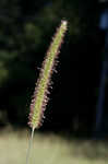 Yellow foxtail